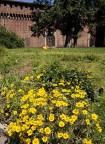Milano - Yellow Milano - Yellow