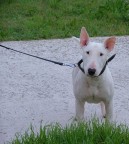 Non � la mia razza preferita. Ma proprio questo, era dolcissimo!