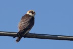 Falco cuculo Falco cuculo