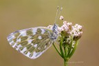 "Pontia edusa" "Pontia edusa"