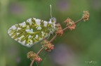 Anthocharis cardamines Anthocharis cardamines
