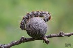 Il giocoliere - Eriogaster rimicola Il giocoliere - Eriogaster rimicola
