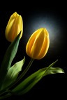 Due tulipani Due tulipani