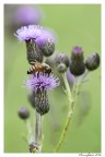 fiordaliso vedovino n.1 fiordaliso vedovino n.1