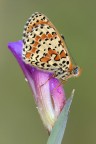 Melitea Didyma Melitea Didyma