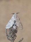 falena falena