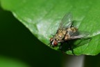 la Mosca II la Mosca II