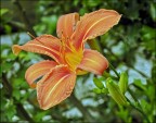 Lilium Lilium