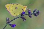 "Colias Crocea" "Colias Crocea"