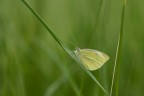 Green Green
