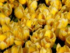 Tulipani Tulipani