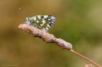 Pontia Edusa Pontia Edusa