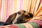 Gioia (vita da cani) Gioia (vita da cani)