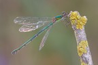 Speronata Speronata