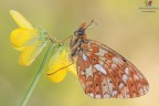 Boloria euphrosyne.... Boloria euphrosyne....