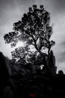 The Last Tree