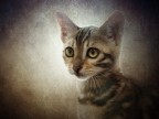 Il bengal Il bengal