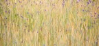 Impressionism