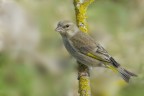Verdone (Chloris chloris)