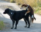 W l'amore fra gli animali W l'amore fra gli animali