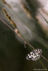 La melanargia e il l'asilide...