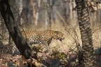 Leopardo Leopardo