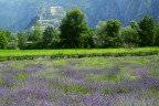 Lavanda a Bard Lavanda a Bard