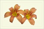 Lilium(2) Lilium(2)