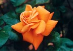 Fiore Fiore