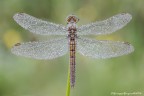 Orthetrum brunneum