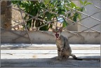 Il gatto mannaro