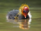 Specchio, chi è il più bello del reame? Specchio, chi è il più bello del reame?