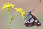 Limenitis reducta Limenitis reducta