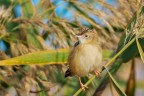 Beccamoschino (Cisticola juncidis) Beccamoschino (Cisticola juncidis)