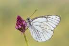 Aporia crataegi Aporia crataegi