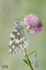 Pontia Edusa Pontia Edusa