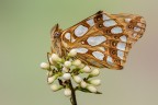 Issoria lathonia Issoria lathonia