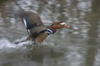 panning panning