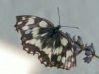 melangria galathea melangria galathea