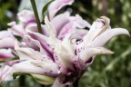 Fiore Fiore
