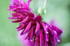 Fiore(2) Fiore(2)