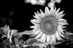 BW BW
