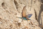 Volo a prendere qualcosa per cena . . . torno subito! Volo a prendere qualcosa per cena . . . torno subito!