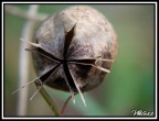 Fiore! Quale sarà mai?? Fiore! Quale sarà mai??