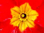 Primula Primula