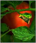 Pomodoro! Pomodoro!