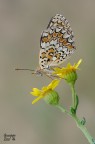 Melitaea Phoebe Melitaea Phoebe