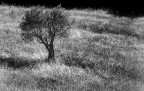 Solitario... Solitario...
