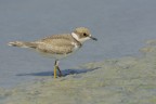 Giovane di Corriere piccolo (Charadrius dubius) Giovane di Corriere piccolo (Charadrius dubius)