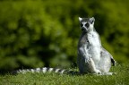 Lemuri #17 Lemuri #17